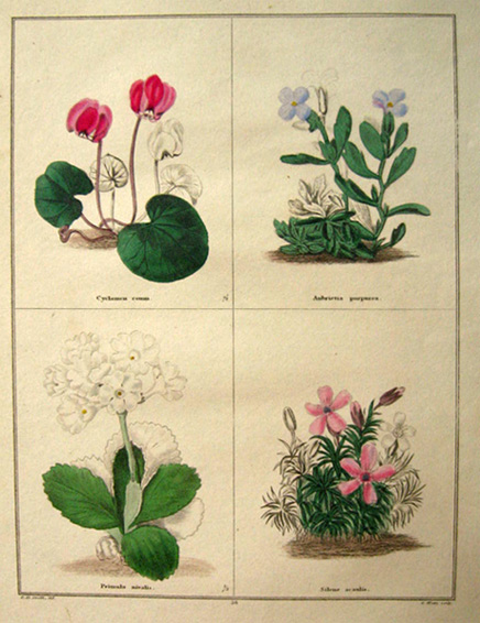 Rare Antique Hand-Colored Botanical Print ~ B. Maund