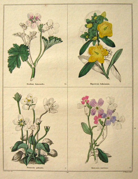 Rare Antique Hand-Colored Botanical Print ~ B. Maund