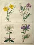 Rare Antique Hand-Colored Botanical Print ~ B. Maund