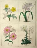 Rare Antique Hand-Colored Botanical Print ~ B. Maund