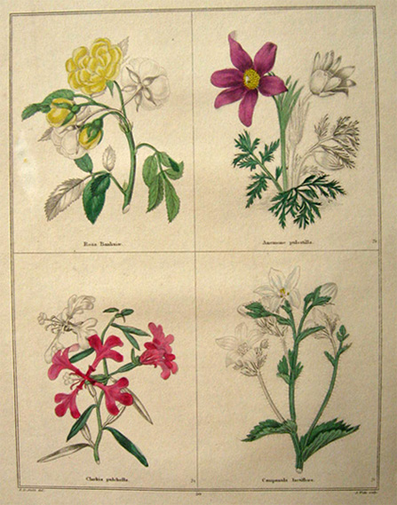 Rare Antique Hand-Colored Botanical Print ~ B. Maund