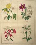 Rare Antique Hand-Colored Botanical Print ~ B. Maund