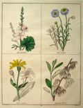 Rare Antique Hand-Colored Botanical Print ~ B. Maund