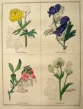 Rare Antique Hand-Colored Botanical Print ~ B. Maund