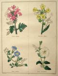 Rare Antique Hand-Colored Botanical Print ~ B. Maund