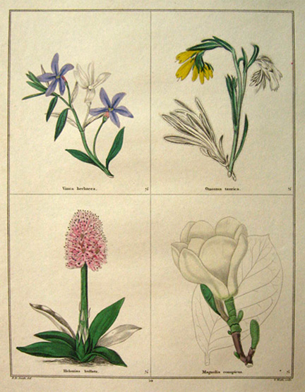 Rare Antique Hand-Colored Botanical Print ~ B. Maund