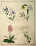 Rare Antique Hand-Colored Botanical Print ~ B. Maund
