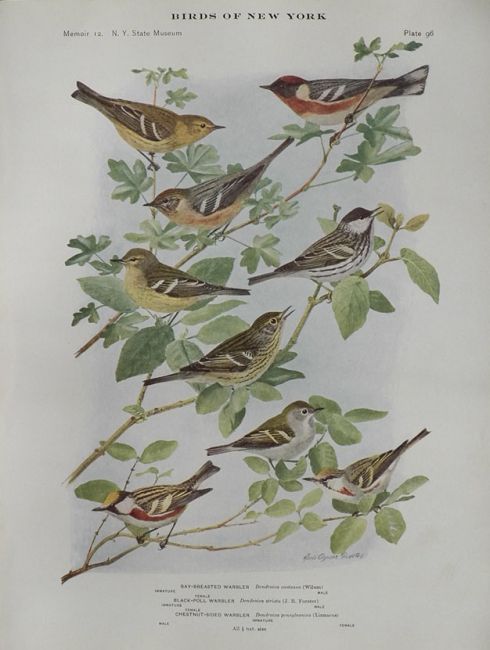 1914 Louis Fuertes Antique Bird Print ~ Warblers (3 Species)