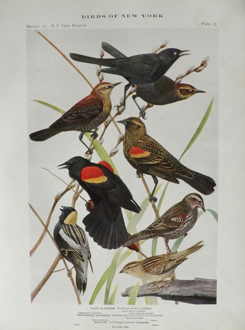 1914 Louis Fuertes Antique Bird Print ~ Blackbird, Bobolink