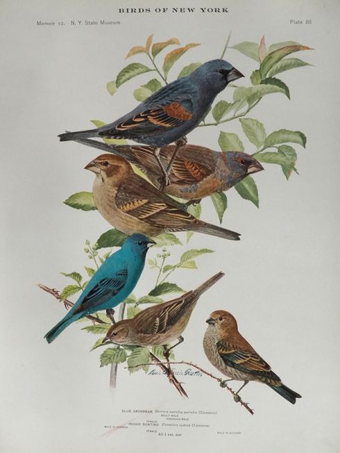 1914 Louis Fuertes Antique Bird Print ~ Indigo Bunting, Blue Grosbeak