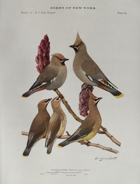 1914 Louis Fuertes Antique Bird Print ~ Bohemian & Cedar Waxwing