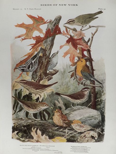 1914 Louis Fuertes Antique Bird Print ~ Warblers, Thrush, Oven-Bird