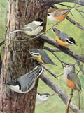 1914 Louis Fuertes Antique Bird Print ~ Chickadee, Nuthatch, Titmouse