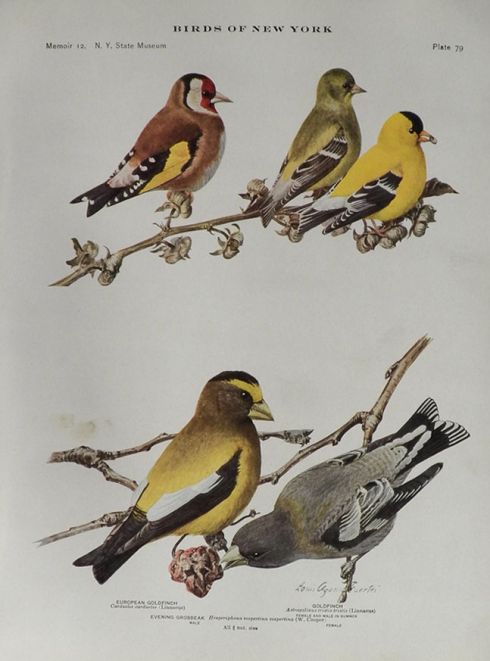 1914 Louis Fuertes Antique Bird Print ~ Goldfinch, Grosbeak