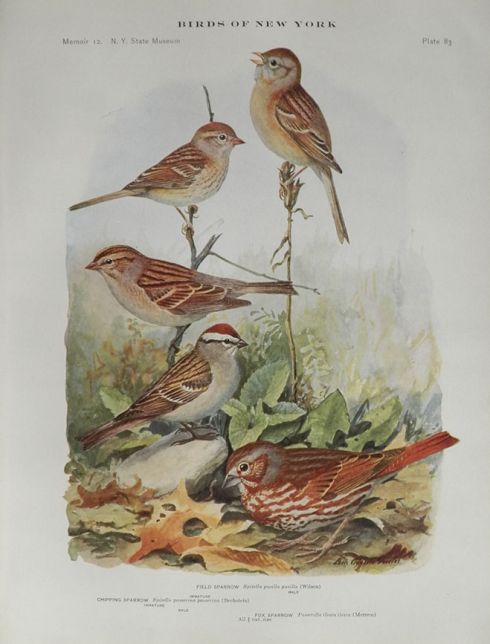 1914 Louis Fuertes Antique Bird Print ~ Field, Chipping & Fox Sparrow