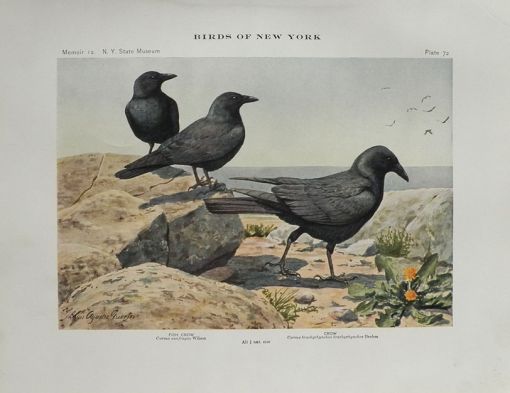 1914 Louis Fuertes Antique Bird Print ~ Crow