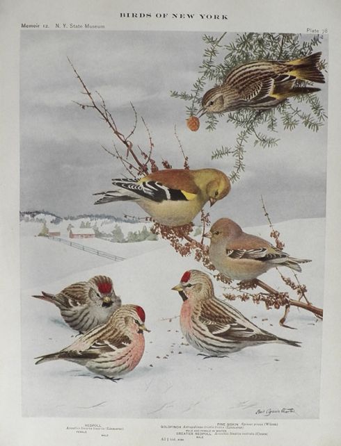 1914 Louis Fuertes Antique Bird Print ~ Redpoll, Goldfinch, Pine Siskin