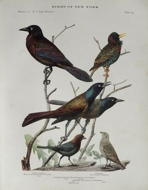 1914 Louis Fuertes Antique Bird Print ~ Grackle, Starling, Cowbird