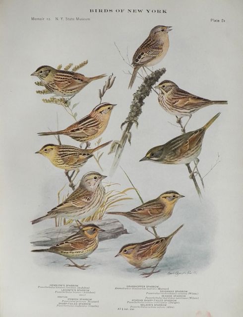 1914 Louis Fuertes Antique Bird Print ~ Sparrows