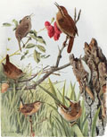 1914 Louis Fuertes Antique Bird Print ~ Wrens, Creeper