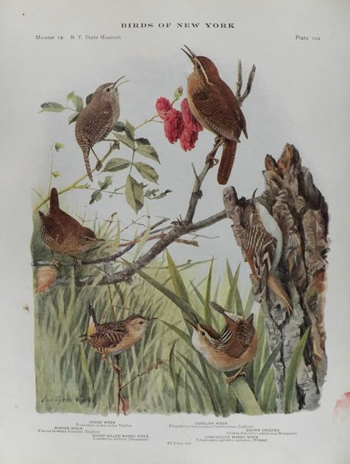 1914 Louis Fuertes Antique Bird Print ~ Wrens, Creeper