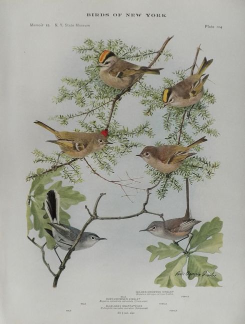 1914 Louis Fuertes Antique Bird Print ~ Kinglet & Gnatcatcher