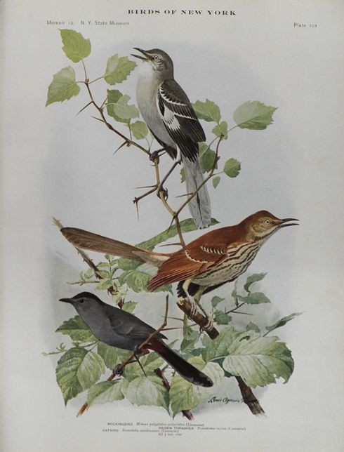 1914 Louis Fuertes Antique Bird Print ~ Mockingbird, Thrasher, Catbird