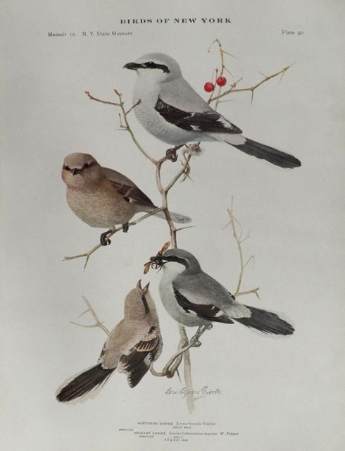 1914 Louis Fuertes Antique Bird Print ~ Northern & Migrant Shrike
