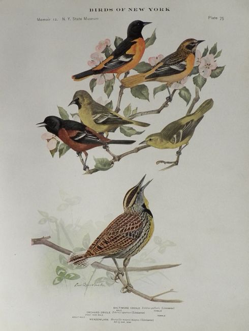 1914 Louis Fuertes Antique Bird Print ~ Oriole, Meadowlark