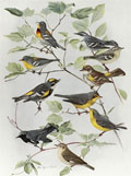 1914 Louis Fuertes Antique Bird Print ~ Warblers (5 Species)