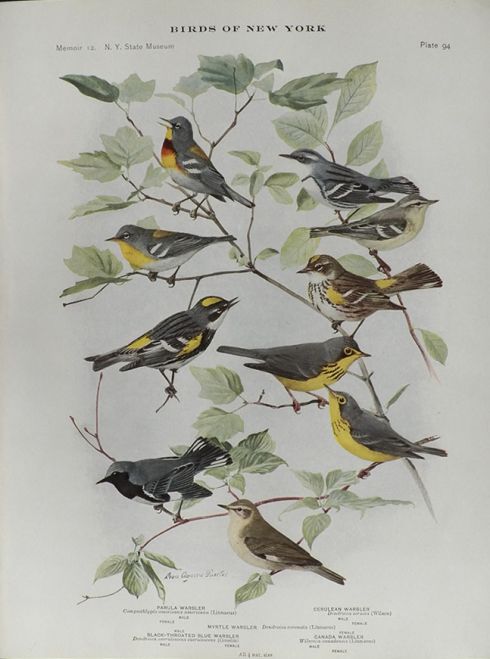 1914 Louis Fuertes Antique Bird Print ~ Warblers (5 Species)