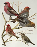1914 Louis Fuertes Antique Bird Print ~ Pine Grosbeak, Purple Finch