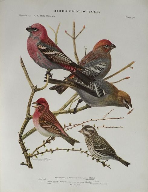1914 Louis Fuertes Antique Bird Print ~ Pine Grosbeak, Purple Finch