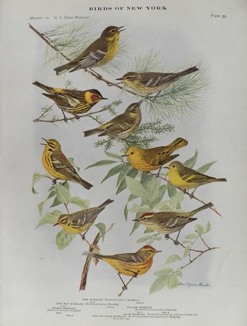 1914 Louis Fuertes Antique Bird Print ~ Warblers (6 Species)