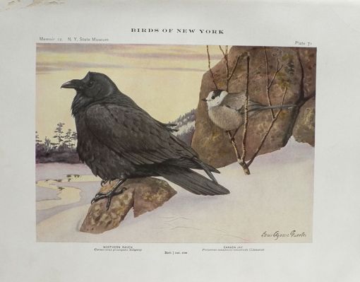 1914 Louis Fuertes Antique Bird Print ~ Raven, Canada Jay
