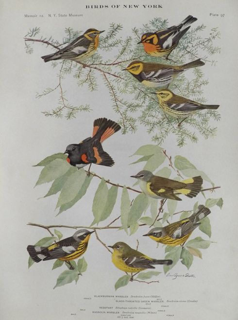 1914 Louis Fuertes Antique Bird Print ~ Warblers & Redstart