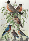 1914 Louis Fuertes Antique Bird Print ~ Robin & Blue bird