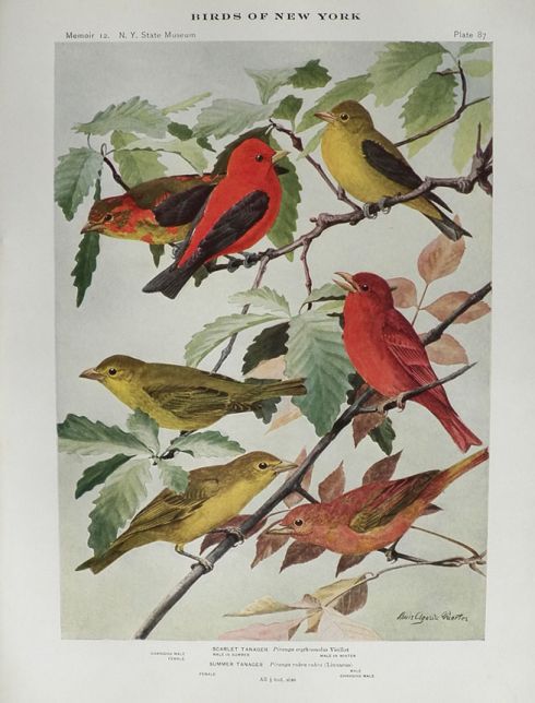 1914 Louis Fuertes Antique Bird Print ~ Summer & Scarlet Tanager
