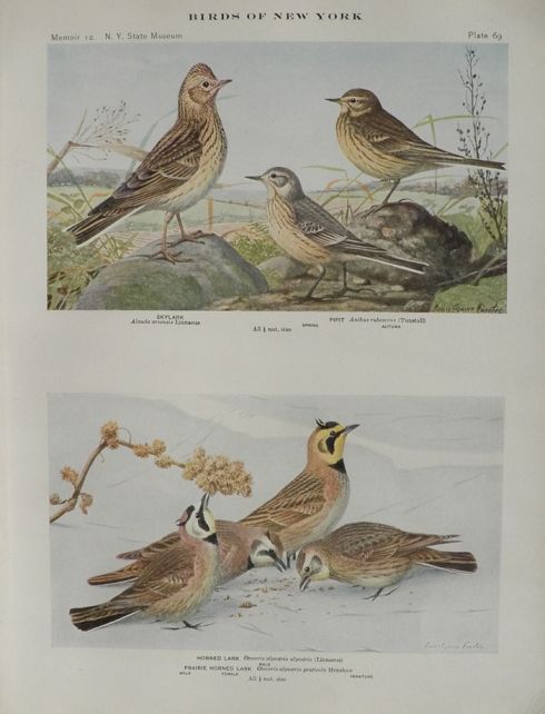 1914 Louis Fuertes Antique Bird Print ~ Skylark, Larks, Pipit