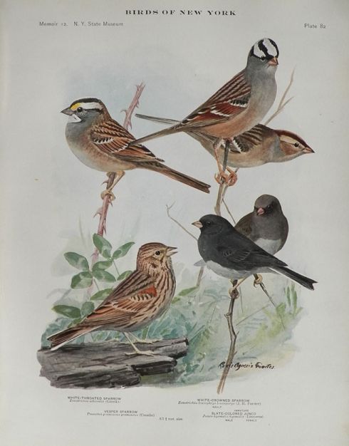 1914 Louis Fuertes Antique Bird Print ~ Sparrows & Junco