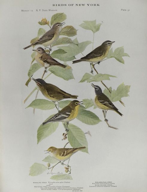 1914 Louis Fuertes Antique Bird Print ~ Vireo