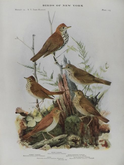 1914 Louis Fuertes Antique Bird Print ~ Thrushes & Veery
