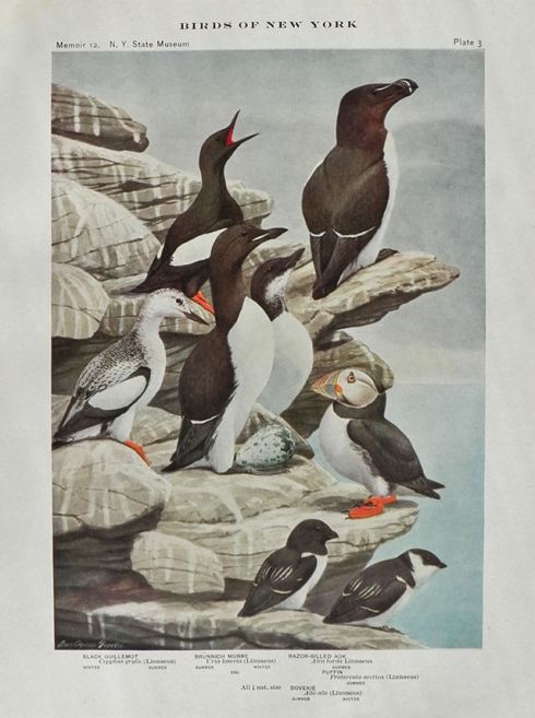 1910 Louis Fuertes Antique Bird Print ~ Auk, Puffin, Guillemot, Murre, Dovekie