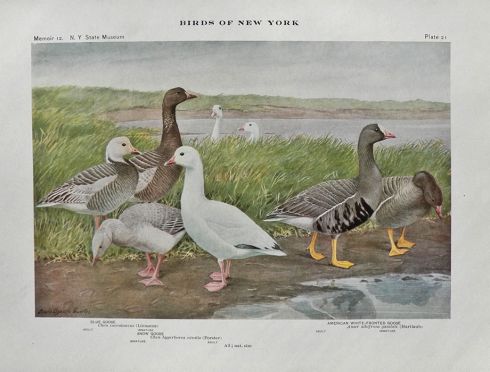 1910 Louis Fuertes Antique Bird Print ~ Geese