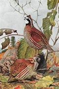 1910 Louis Fuertes Antique Bird Print ~ Quail