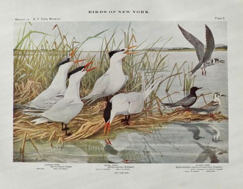 1910 Louis Fuertes Antique Bird Print ~ Caspian, Royal, Black Tern