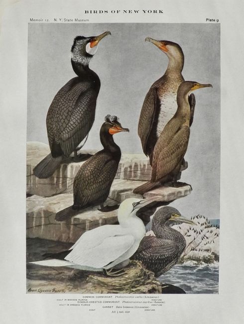 1910 Louis Fuertes Antique Bird Print ~ Cormorant & Gannet