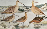 1910 Louis Fuertes Antique Bird Print ~ Curlews & Godwits