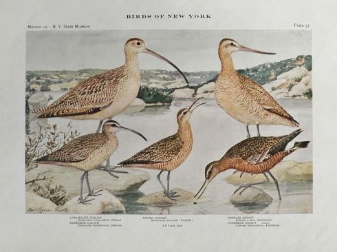 1910 Louis Fuertes Antique Bird Print ~ Curlews & Godwits