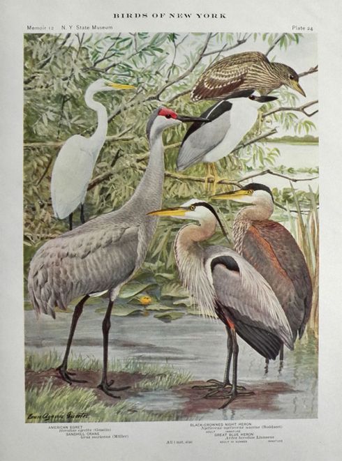 1910 Louis Fuertes Antique Bird Print ~ Egret, Crane & Herons